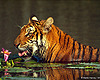 Tijger